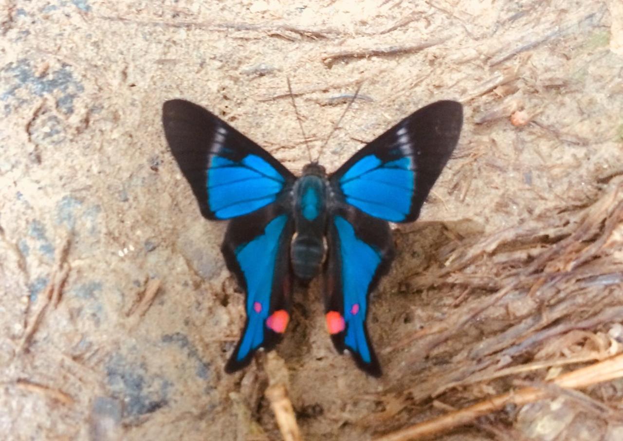 Huella Verde Rainforest Lodge Canelos ภายนอก รูปภาพ